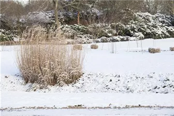 Gräser zurückschneiden