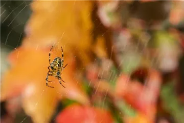 Spinne, Schnecke und Co. schützen