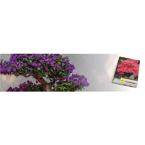 Buch des Monats November 2024