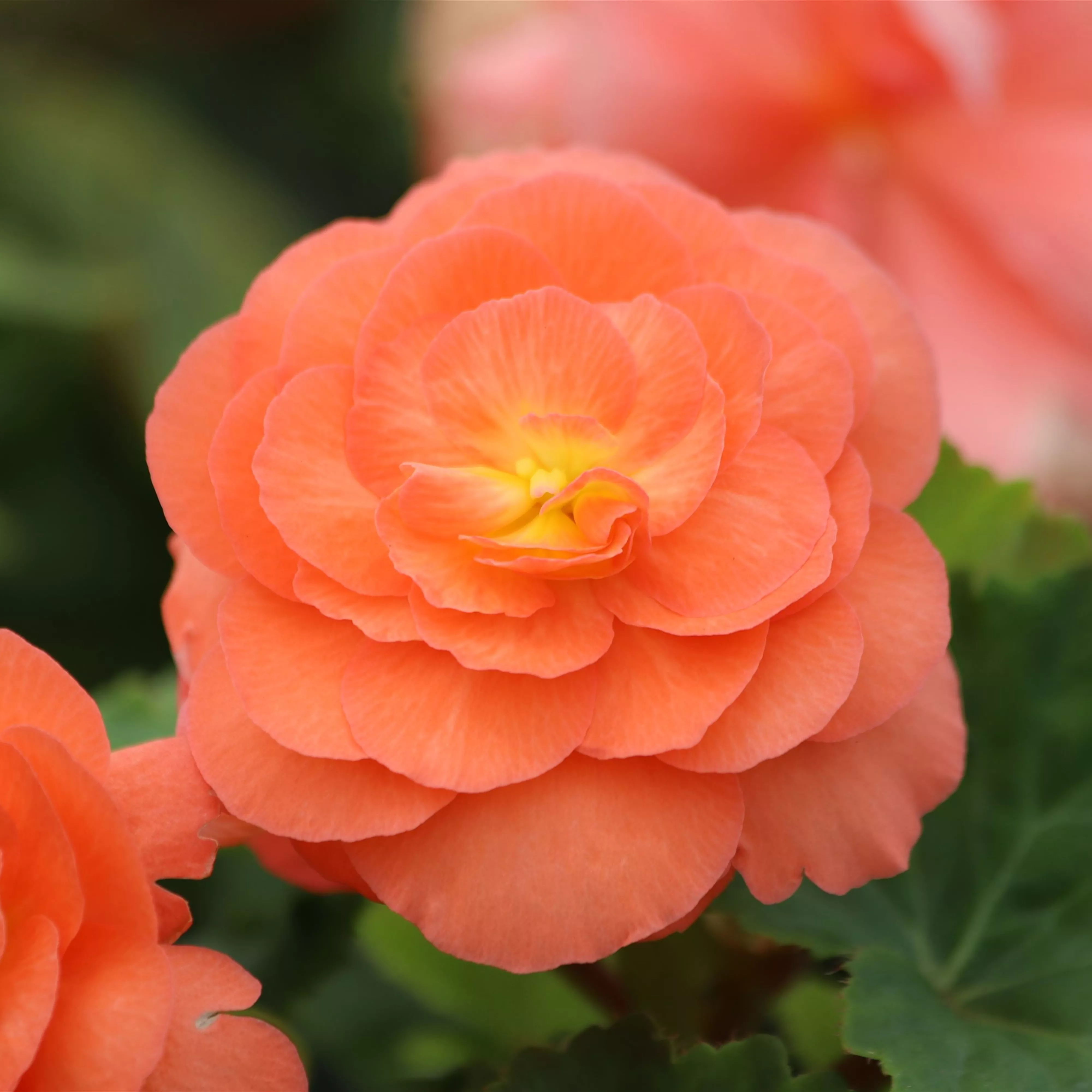 Pflanze des Monats April 2026: Begonie