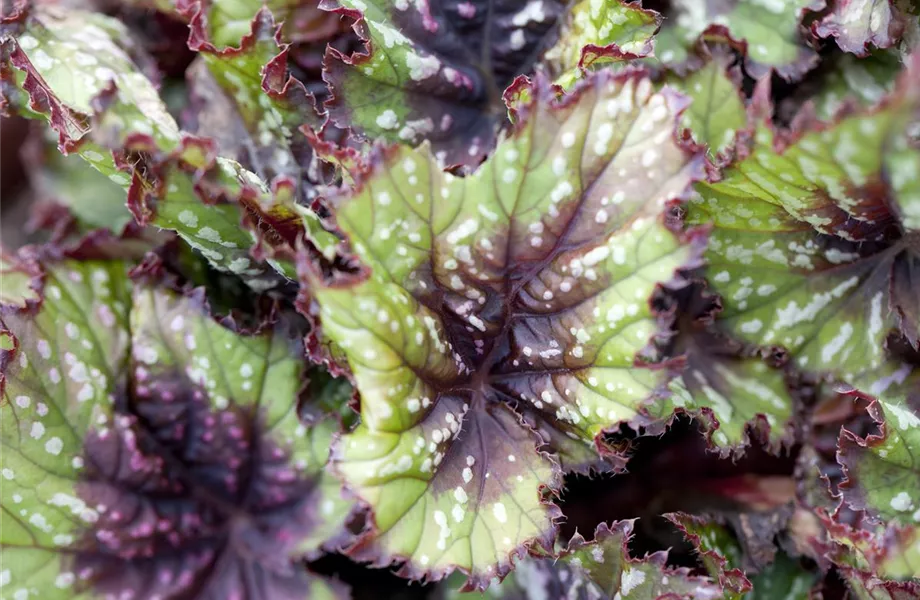 Pflanze des Monats April 2026: Begonie