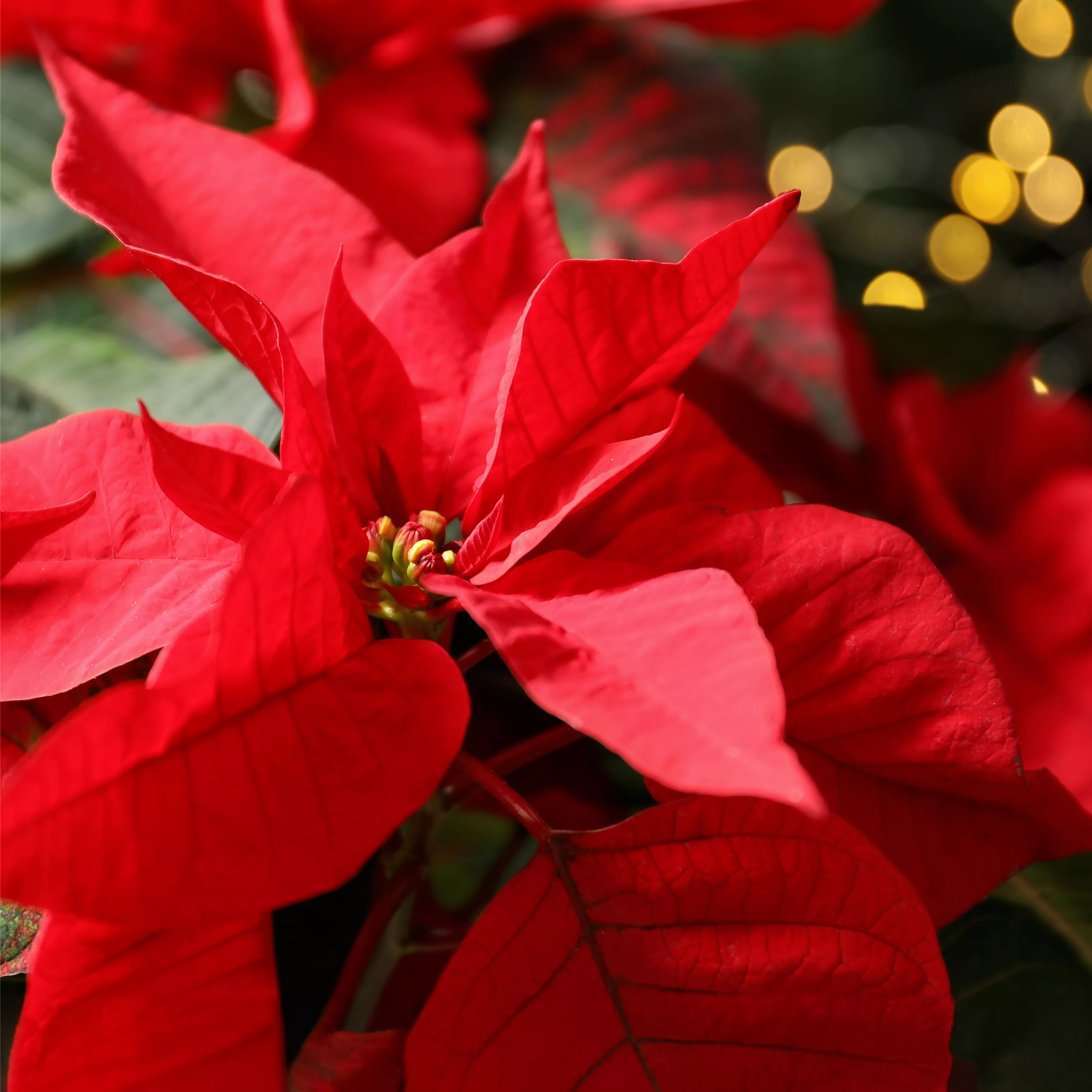 Pflanze des Monats November 2026: Poinsettie