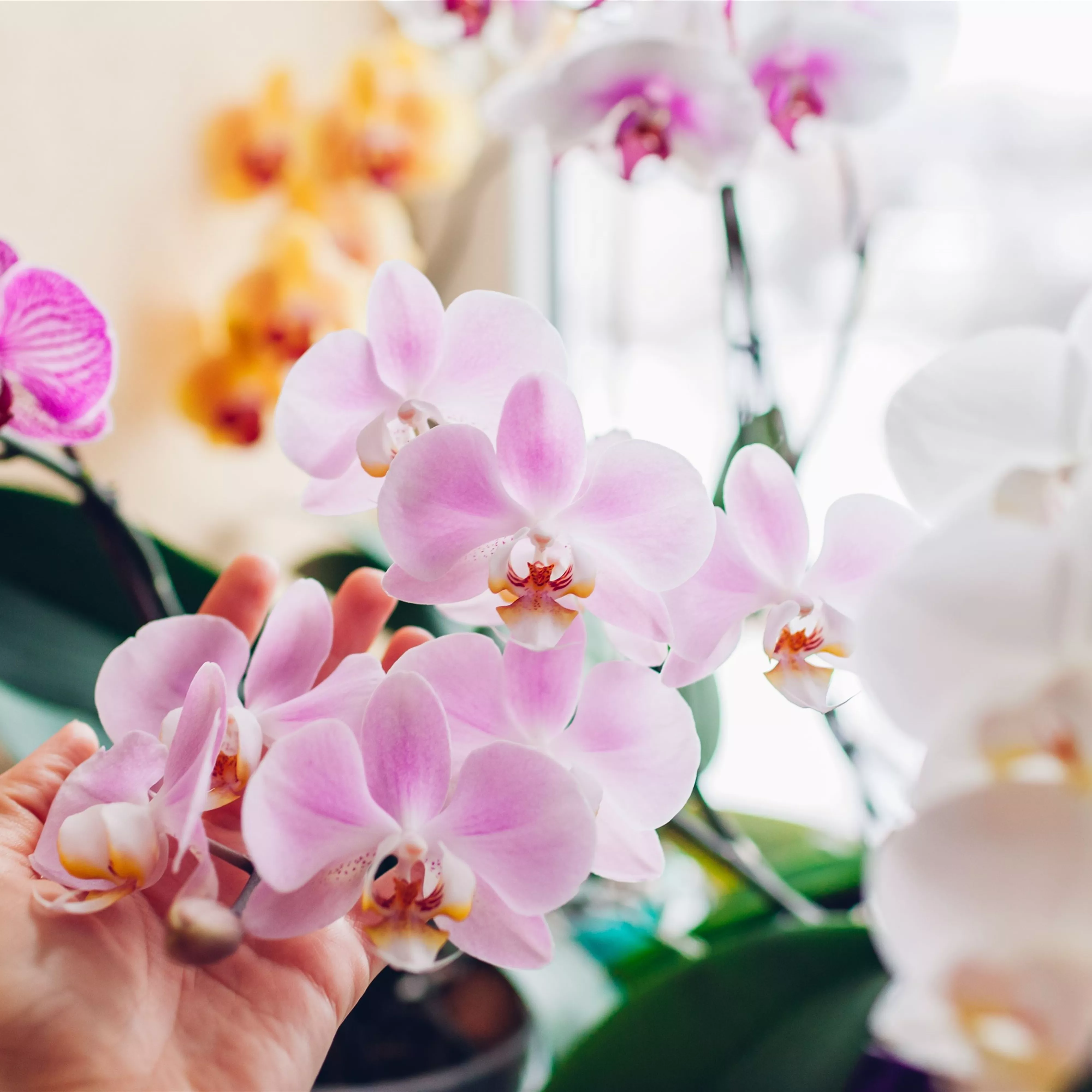 Pflanze des Monats Januar 2026: Phalaenopsis