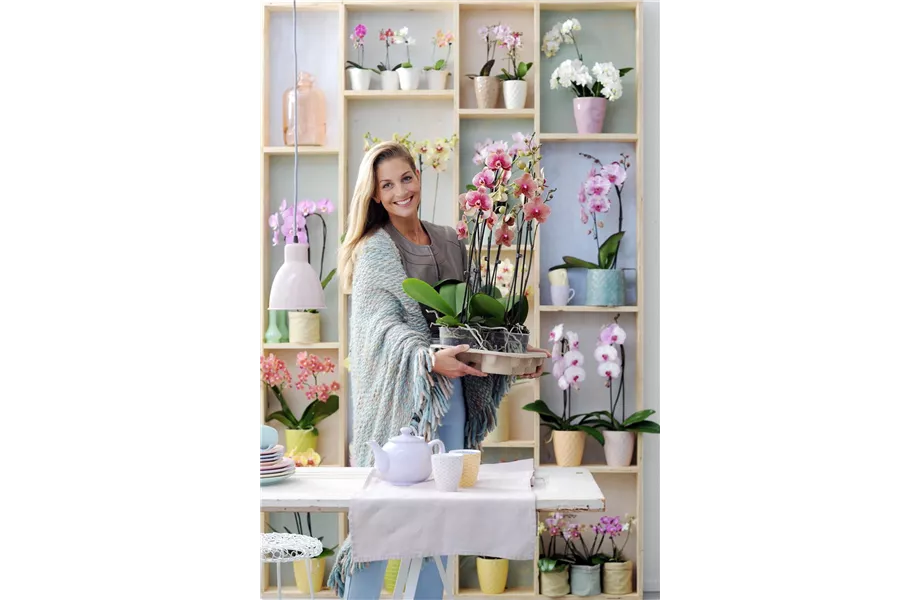 Pflanze des Monats Januar 2026: Phalaenopsis