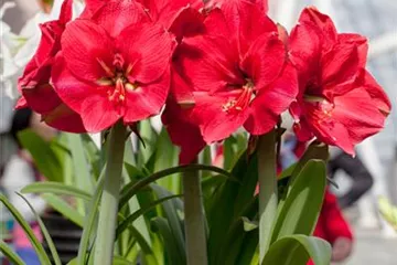 Pflanzzeit für Amaryllis