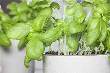 Basilikum auf der Fensterbank richtig pflegen