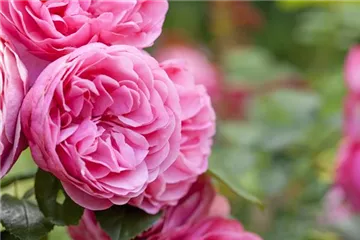 Der „Rosen-TÜV“