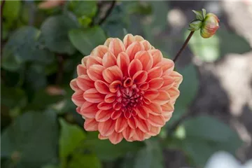 Dahlien: verblühtes abschneiden