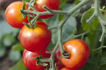 Platzende Tomaten