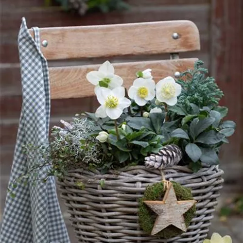 Gartentipps im Januar 2026