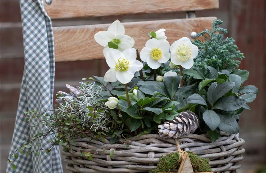 Gartentipps im Januar 2026