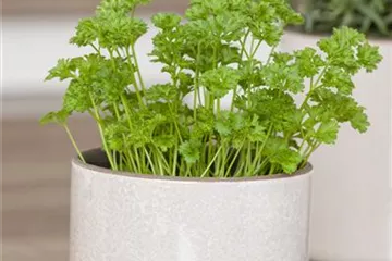 Petersilie: Küchenkraut für Fleisch & Co.