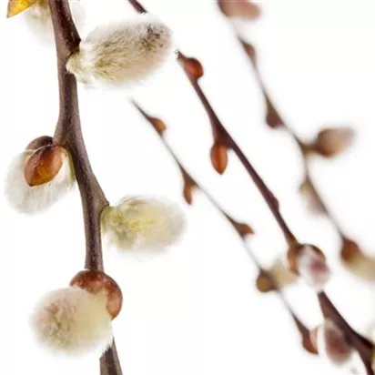 Einen Sichtschutz mit Weiden ziehen