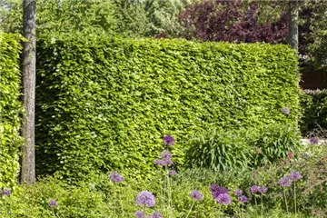 Hecken vor Streusalz schützen