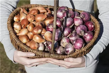 Kontrolle von eingelagerten Zwiebeln
