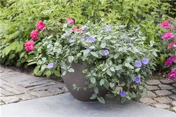 Kübelpflanzen gießen